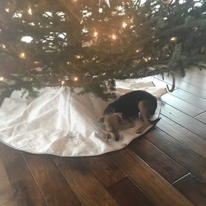 Meet your Posher, Ginger